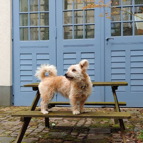 White