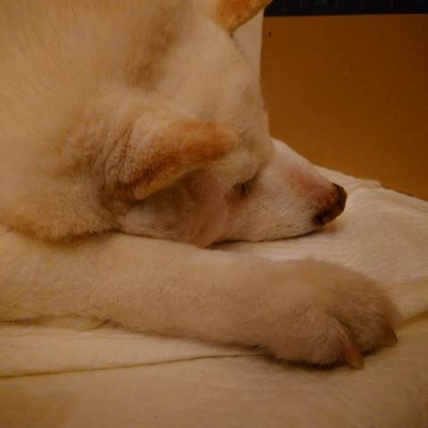 White