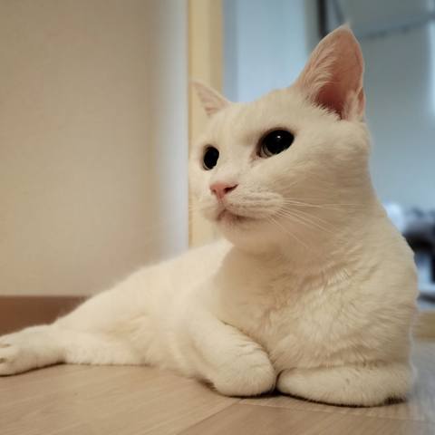 White