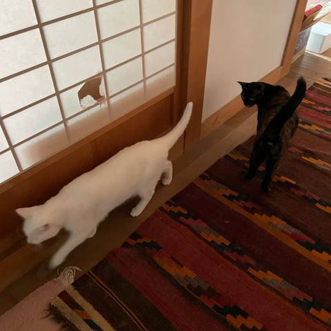 White