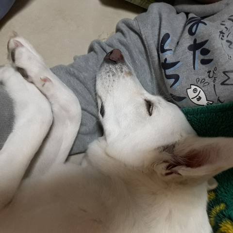 White