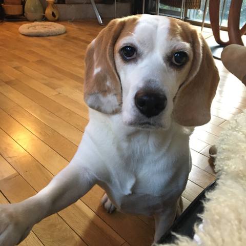 Dokonoko うーちゃん