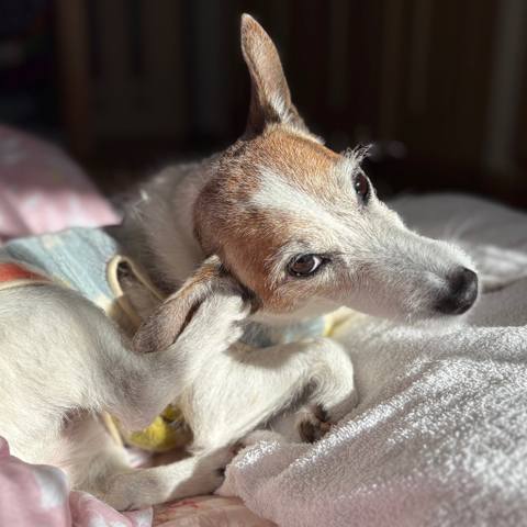 White