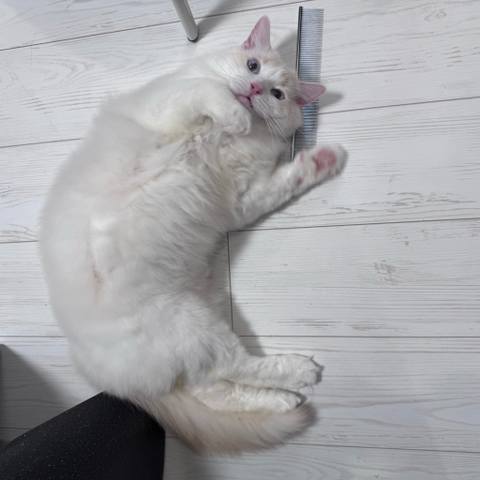 White