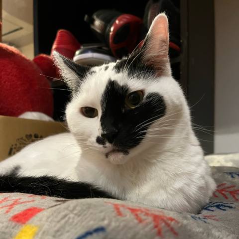 White