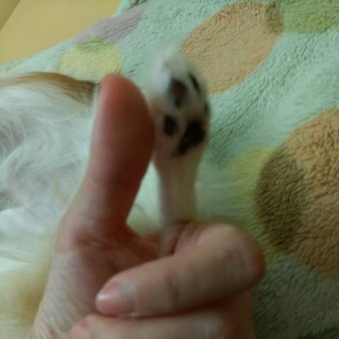 White