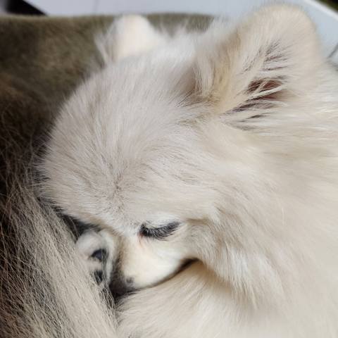 White