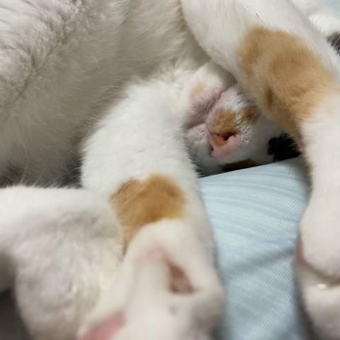 White