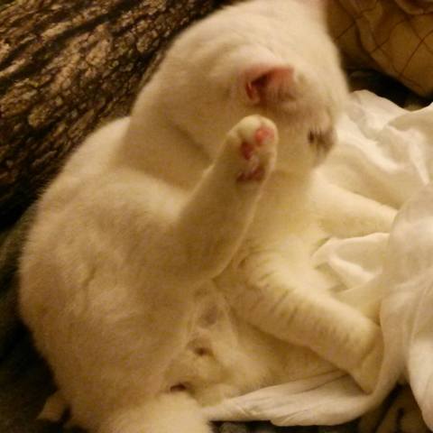 White