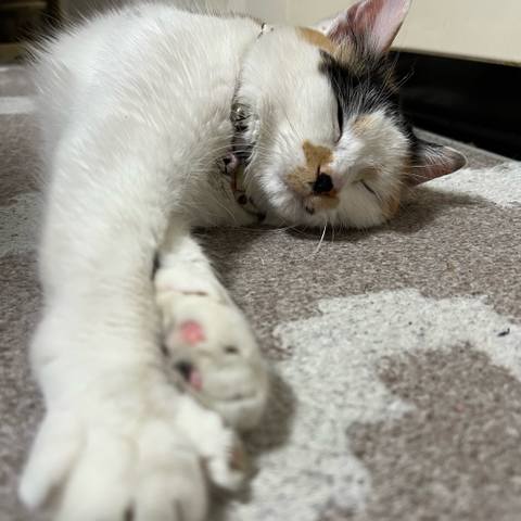 White