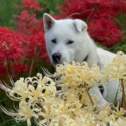 White