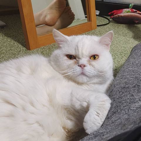 White