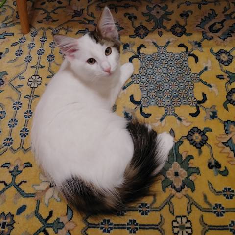 White