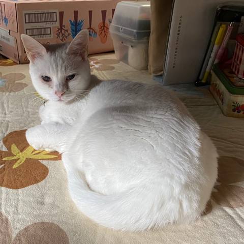 White