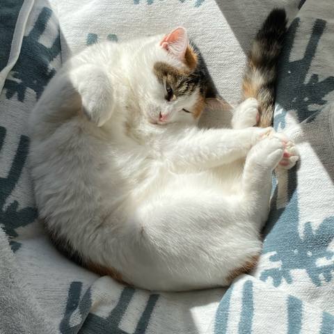 White