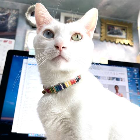 White
