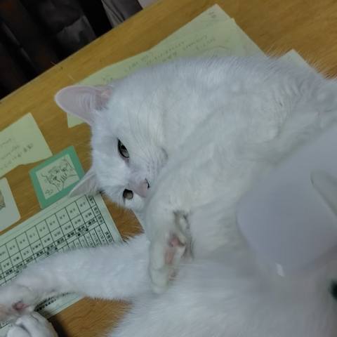 White