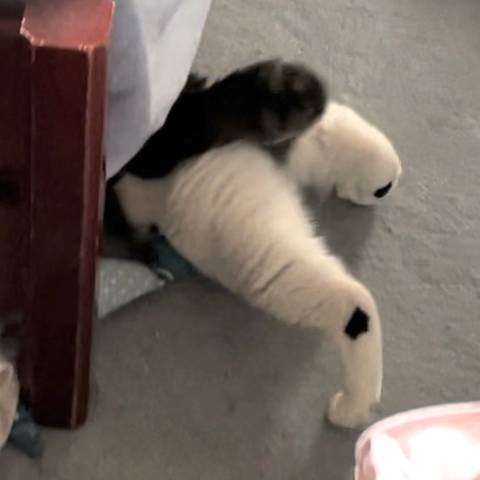 White