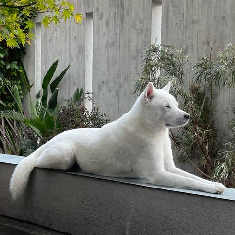 White