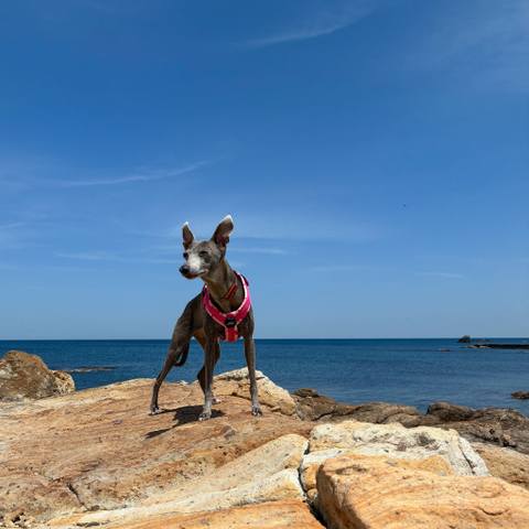 White