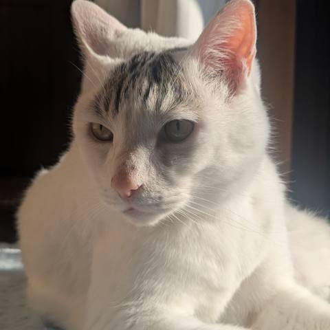 White