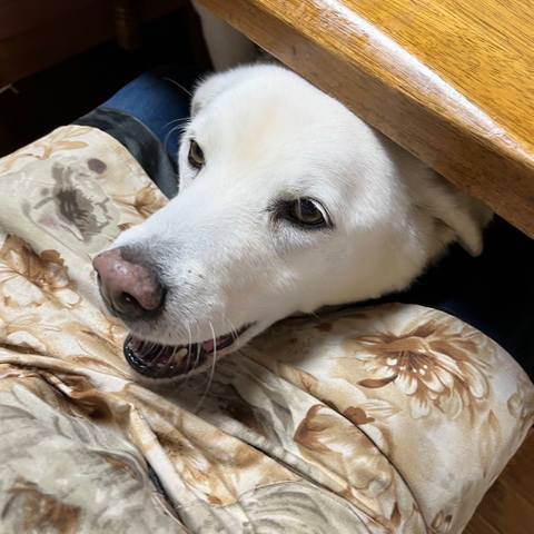 White