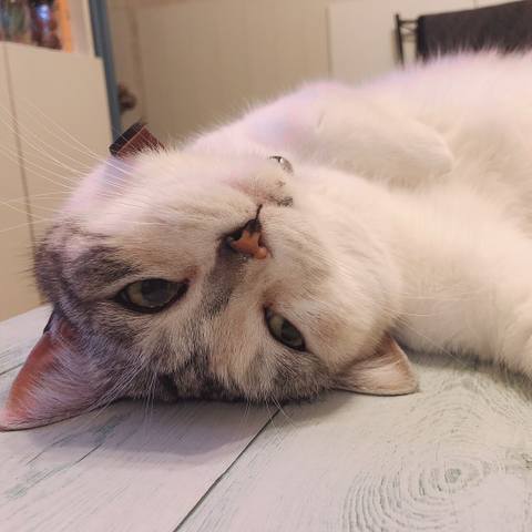 White