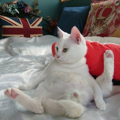 White