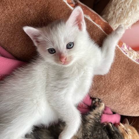 White