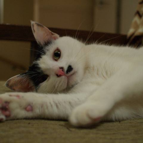 White