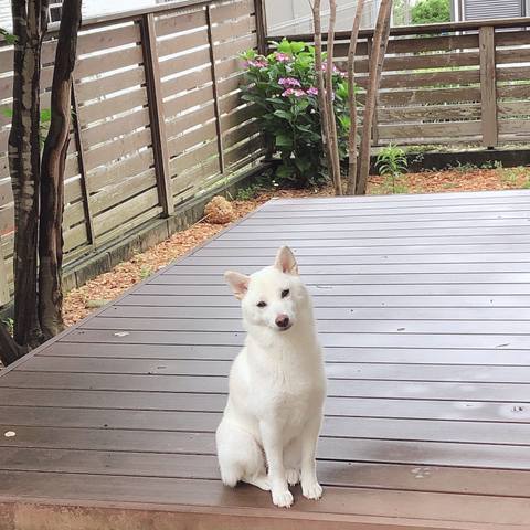 White