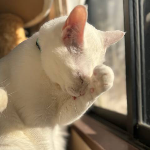 White