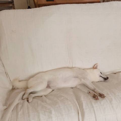 White