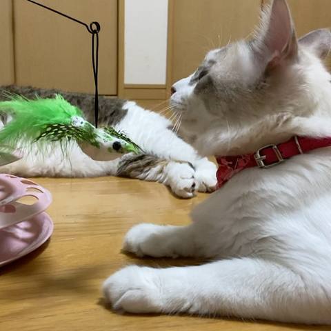 White