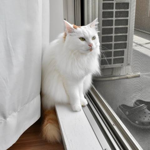 White