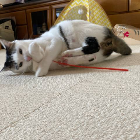 White