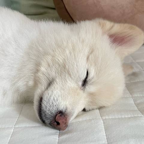 White