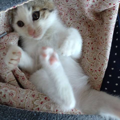 White