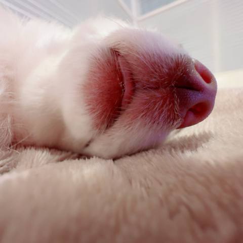 White