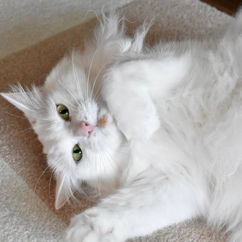 White