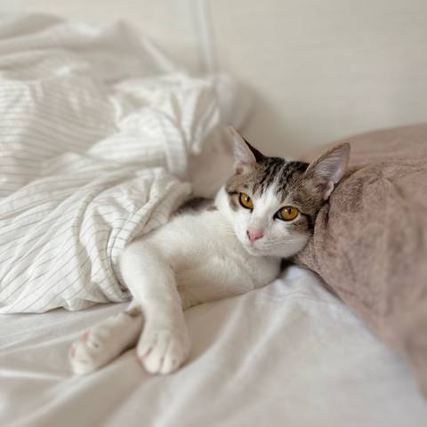 White
