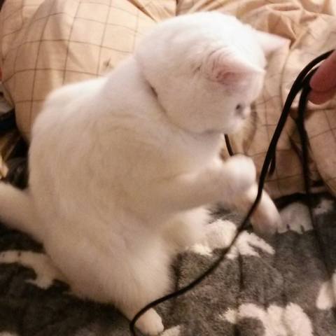 White