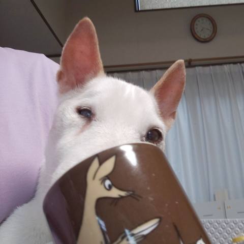 White