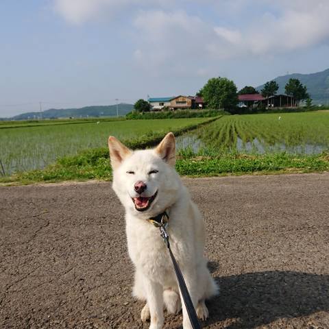White