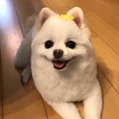 White