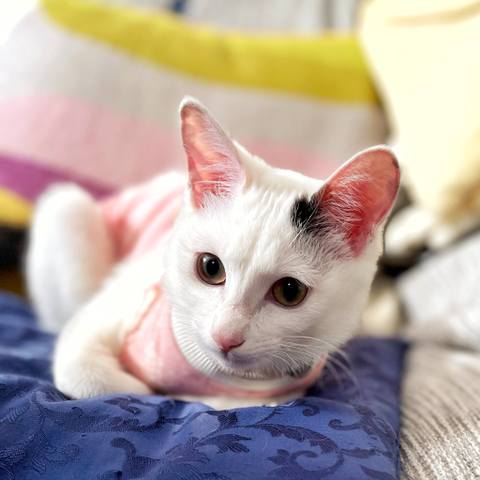 White