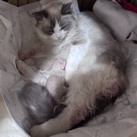 White