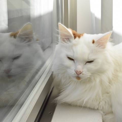 White