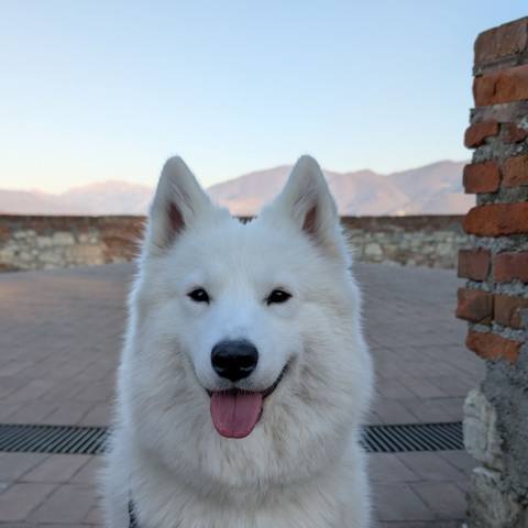 White