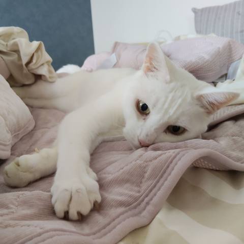 White